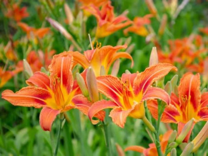 Eendaglelie   Hemerocallis, Tuin en Terras, Planten | Tuinplanten, Ophalen