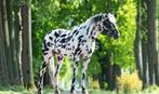 Leopard appaloosahengst ter dekking, Dieren en Toebehoren, Paarden en Pony's | Dekhengsten en Fokmerries, Hengst