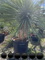 Yucca Rostrata 140 cm, stamhoogte 50, stamdikte 82 cm, Enlèvement