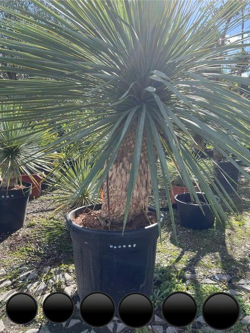 Yucca Rostrata 140 cm, stamhoogte 50, stamdikte 82 cm, Jardin & Terrasse, Plantes | Jardin, Enlèvement