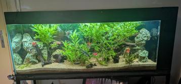Aquarium 150/40/60 + toebehoren  beschikbaar voor biedingen