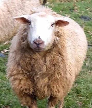 Mouton à vendre 