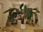 Strelitzia Nicolai, Maison & Meubles, Plantes d'intérieur, Autres espèces, En pot, Plein soleil, Enlèvement