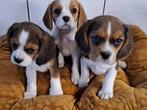 Cavalier - beagle, België, CDV (hondenziekte), 8 tot 15 weken, Meerdere
