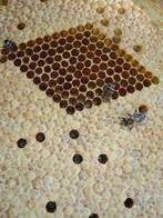 Buckfast P moer 2 stuks, Dieren en Toebehoren, Bijen