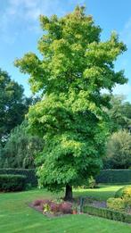 amberboom of Liquidambar, Tuin en Terras, Bloeit niet, Overige soorten, Minder dan 100 cm, Ophalen