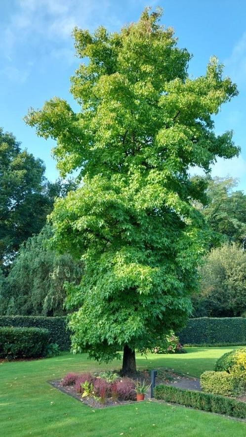 amberboom of Liquidambar, Tuin en Terras, Planten | Bomen, Overige soorten, Minder dan 100 cm, Volle zon, Bloeit niet, In pot