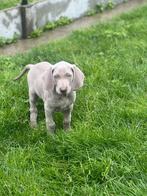 Super mooie Belgische Weimaraner pupjes te koop, CDV (hondenziekte), Meerdere, 8 tot 15 weken, Meerdere dieren