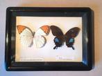 Opgezette vlinders, ingelijst, Antiek en Kunst, Ophalen of Verzenden