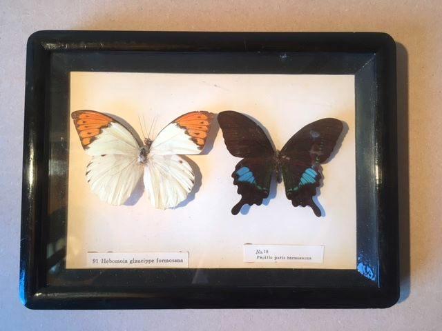 Opgezette vlinders, ingelijst, Antiek en Kunst, Curiosa en Brocante, Ophalen of Verzenden