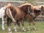 Shetland veulen, Dieren en Toebehoren, Pony's