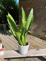Sanseveria plant - vrouwentongen, Huis en Inrichting, Kamerplanten, Ophalen