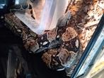 1.0 boa constrictor te koop, Dieren en Toebehoren, Reptielen en Amfibieën, Slang, Tam, 3 tot 6 jaar
