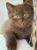 Britse korthaar kittens met stamboom, Dieren en Toebehoren, Meerdere dieren, Gechipt, 0 tot 2 jaar
