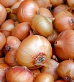 Ajuin of uien, Ophalen