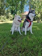 Kruising pups Husky, Animaux & Accessoires, Chiens | Huskys, Loulous & Types primitifs, Particulier, Autres races, Plusieurs animaux