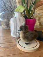 Taxidermie opgezet eendenkuikentje kroon onder stolp, Enlèvement ou Envoi, Neuf, Animal de ferme, Animal empaillé