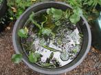 Forse waterlelie - wit, Ophalen, Vaste plant, Vijverplanten