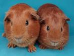 2 jonge cavia's, Dieren en Toebehoren, Knaagdieren, November, Mannelijk, Cavia