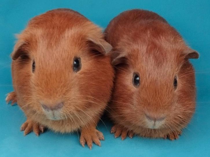 2 jonge cavia's, Dieren en Toebehoren, Knaagdieren, Mannelijk, Cavia, November