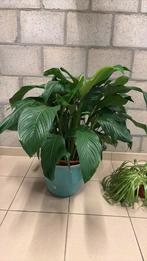 Plante à la cuillère, grande ou petite+nénuphars, Maison & Meubles, Autres espèces, En pot, Plante à fleurs, Enlèvement