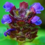 Bijenkorfje zaden, Prunella vulgaris, Verzenden, Zaad