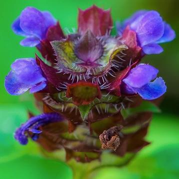 Bijenkorfje zaden, Prunella vulgaris   beschikbaar voor biedingen