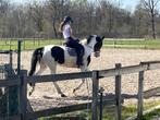 Bonte 4 jarige recreatie merrie, Animaux & Accessoires, Chevaux, Débourré, 160 à 165 cm, Vermifugé, Cheval de récréation
