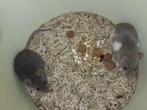 Ratjes, Dieren en Toebehoren, Knaagdieren, Rat, Augustus, Meerdere dieren, Tam