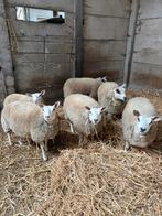 Ooilammeren, Dieren en Toebehoren, Schapen, Geiten en Varkens, Vrouwelijk, Schaap, 0 tot 2 jaar