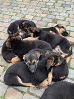 Herdershonden, Dieren en Toebehoren, Honden | Herdershonden en Veedrijvers, België, Particulier, 8 tot 15 weken, Meerdere
