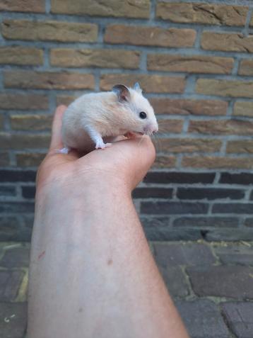 3 jonge goudhamsters beschikbaar handtam beschikbaar voor biedingen
