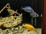 1 Labidochromis en 2 Placidochromis te koop, Dieren en Toebehoren