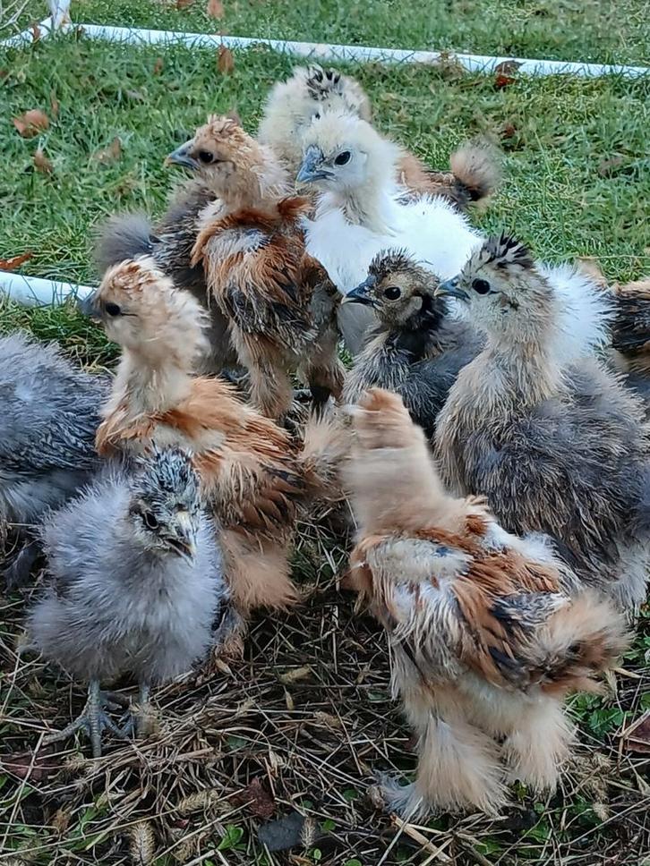 Zijdehoen kuikens,  verschillende leeftijden en kleuren, Dieren en Toebehoren, Pluimvee, Kip, Geslacht onbekend