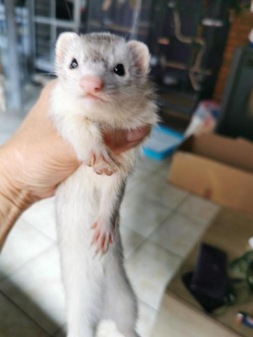 Half Angora Micro Moer, Dieren en Toebehoren, Knaagdieren, Vrouwelijk, Fret, April, Tam