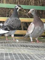 Jonge duiven te koop reserveren wel zelf ringen brengen, Dieren en Toebehoren