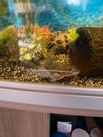 Aquarium 180L, Dieren en Toebehoren, Vis, Zoetwatervis