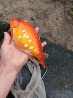 Goudvissen 8-15 cm 2€ en 25 cm 8€, Dieren en Toebehoren, Vissen | Vijvervissen, Goudvis(sen)
