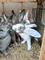 Duitse / Vlaamse reuzen 3 maanden oud, Dieren en Toebehoren, Konijnen, Meerdere dieren, Groot, 0 tot 2 jaar