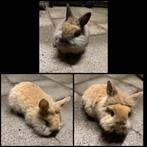 Dwergkonijntje leeuwenkopje, Dieren en Toebehoren, Konijnen