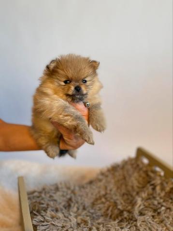 Chiots, nains, poméraniens : Casa pom pistachio  disponible aux enchères