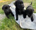 Leuke labrador retriever pups, Dieren en Toebehoren, Honden | Retrievers, Spaniëls en Waterhonden, België, CDV (hondenziekte)