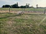 Bleu de main bok, Dieren en Toebehoren, Schaap