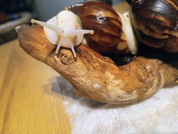 Lissachatina fulica, white jade, Afrikaanse agaatslak beschikbaar voor biedingen