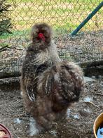 Zijdehoen USA haan, Dieren en Toebehoren, Pluimvee
