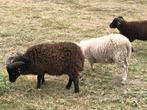 Ouessant schapen met stamboekpapieren, Dieren en Toebehoren, Schapen, Geiten en Varkens, Mannelijk, Schaap, 0 tot 2 jaar