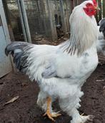 Brahma Columbia Haan 2025, Mâle, Poule ou poulet