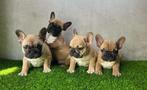Franse Bulldog pups bij ons thuis geboren, Dieren en Toebehoren, Honden | Bulldogs, Pinschers en Molossers, België, Fokker | Hobbymatig