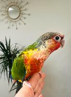 Conure male selection rouge, Animaux & Accessoires, Oiseaux | Accessoires, Enlèvement