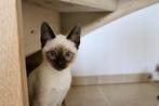Prachtige traditionele (Thai) siamese kittens met stamboom, Poes, Gechipt, 0 tot 2 jaar